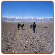 Trekking, Leh Travels & Tours