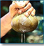 North India Ayurveda Tour