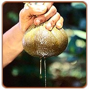 North India Ayurveda Tour