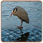 Grey Heron, Bharatpur Tours