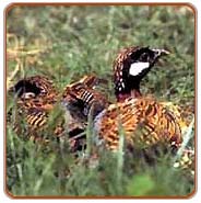 Black Partridge, Delhi Tours