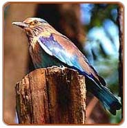 Roller, Nainital Travel Packages