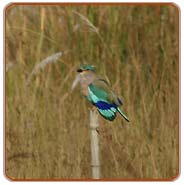 Indian Roller, Bandhavgarh Vacations