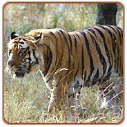 Tiger, Bandhavgarh Wildlife Tour