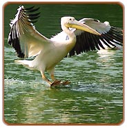 Bharatpur Birding Tour