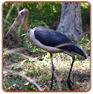 Bird, Bharatpur Vacations