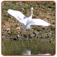 Bird, Corbett National Park