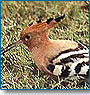 The paradise of birds lovers