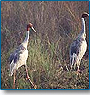 Central India Birding Tour 