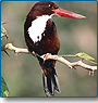 Special Birding Tour with Ornithologist