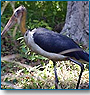 Bird Paradise Tour