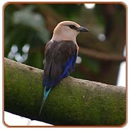 Blue Belly Roller, nainital Travels