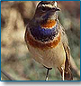Birding Tours for Bird Lovers
