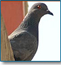 Birding Tour India 