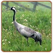 Common Crane, Bharatpur Vacations