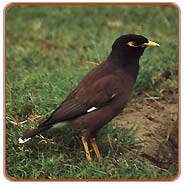 Common Myna, Kanha Tours