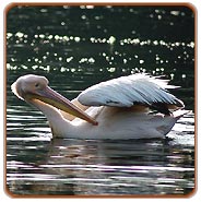 Bird, Corbett National Park