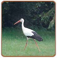 Crane, Periyar Holiday Vacations
