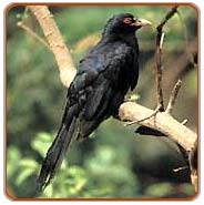 Cuckoo, Kolkata Vacations