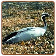 Demoiselle Crane, Delhi Vacations