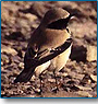 Desert India Birding Tour