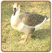 Duck, Chennai Travels