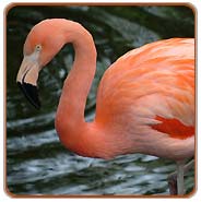 Flamingo, Bharatpur Travel Packages
