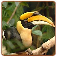 Great Indian Hornbill, Corbett Vacations