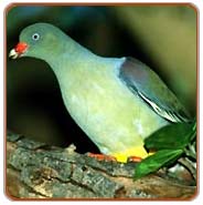 Green Pigeon, Jabalpur Holiday Vacations