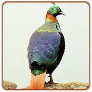 Himalayan Monal, Corbett Tours