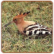 Hoopoe, Kanha Travels