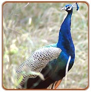 India Birding Tour