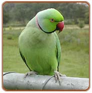Indian Parrot, Delhi Vacations