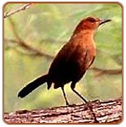 Golden Bush Robin, Nainital Vacations