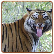Tiger, Kanha Jungle Safari