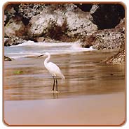Crane, Kerala Vacations
