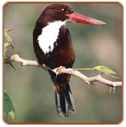 Kingfisher, Corbett National Park Birding Tour