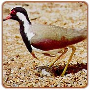 Lapwing, Ranthambhore Vacations
