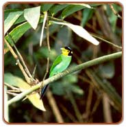 Longtailed Broadbill, Nainital Tours