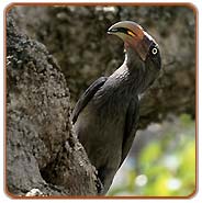 Malabari Grey Horn Bill, Nagpur  Vacations