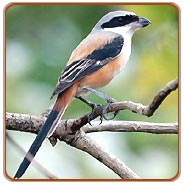Mukteshwar Birding Tour
