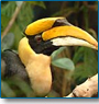 North - East India Birding Tour