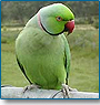 Birding Trails of North India
