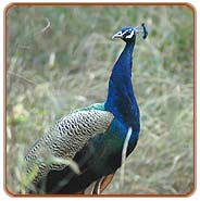 Peacock, Bharatpur Tours