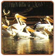 Pelicans, Bharatpur Travels