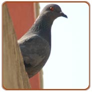 Pigeon, Birding Tour India