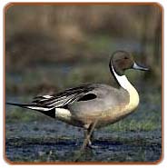 Pintailed Duck, Kanha Travel Packages