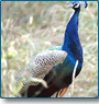 Rajasthan Bird Tour 