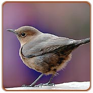 Ranganthitto Bird Sanctuary Tour