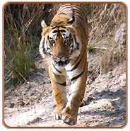 Tiger, Ranthambhore National Park